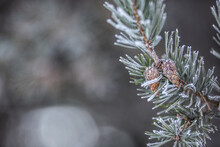 Frozen Pine Tree Twig With Cones On A Wintery Day