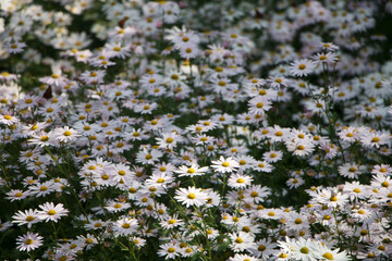 Wall Mural - Korean chrysanthemum flowers of autumn
