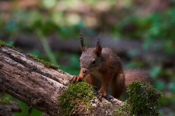 Red squirrel ,,Sciurus vulgaris,, in deep danube forest in summer, Slovakia, Europe