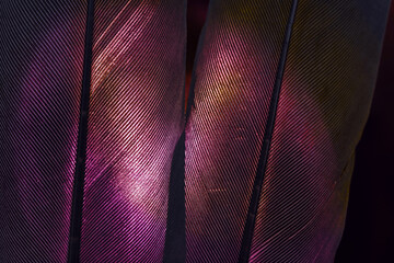 Poster - Bird red feather. Beautiful background texture pattern for design. Macro photography view..
