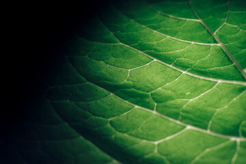 Poster - Beautiful leaf on a black pattern background texture for design. Macro photography view...
