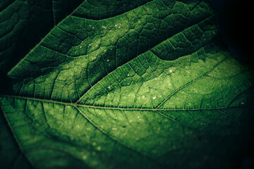 Poster - Beautiful green texture background. Cropped shot of green leaf textured. Abstract nature pattrn for design.