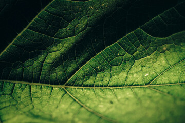 Poster - Beautiful green texture background. Cropped shot of green leaf textured. Abstract nature pattrn for design.
