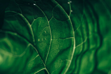 Poster - Beautiful green texture background. Cropped shot of green leaf textured. Abstract nature pattrn for design.