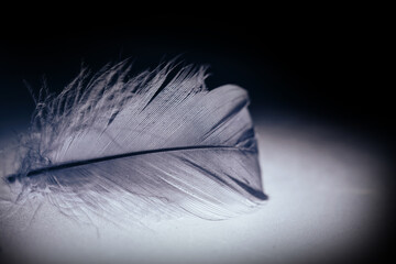 Poster - Close up Beautiful gray Bird feather pattern background for design texture. Macro photography view.