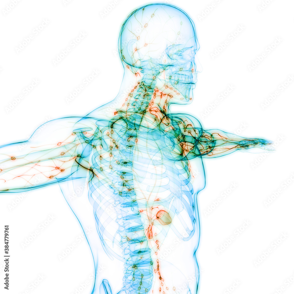 Human Internal system Lymph Nodes Anatomy Stock Illustration | Adobe Stock