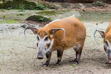 The Red River Hog (Potamochoerus Porcus) Is A Wild Member Of The Pig Family Living In Africa, With Most Of Its Distribution In The Guinean And Congolian Forests.