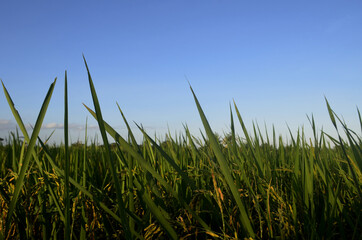 green grass and sky