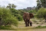 Fototapeta Sawanna - Elephant herd walking in Mashatu Game Reserve in the Tuli Block in Botswana