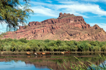 Salt River Wild Horses