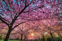 Sakura Trees Boulevard Blooming In Bispebjerg Kirkegard At Sunrise With Sun Rays Through The Thick Flowers That Shelter People In The Distance. Cherry Alley Pink Flower Blossoms - Copenhagen, Denmark