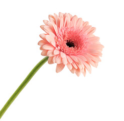 Sticker - Pink gerbera daisy on white background.