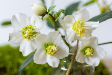 White Hellebores And Snowdrops Arrangement With Moss
