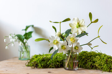 Wall Mural - White Christmas Roses, Hellebores.