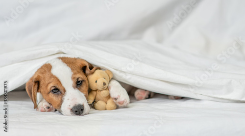 Fotomural Sick jack russell terrier puppy hugs favorite toy bear and lies under white warm blanket on a bed at home