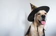 happy dog in halloween costume with place for text
