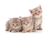 Fototapeta Koty - Three baby kittens.