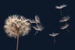 dandelion seeds fly from a flower on a dark blue background. botany and bloom growth propagation.