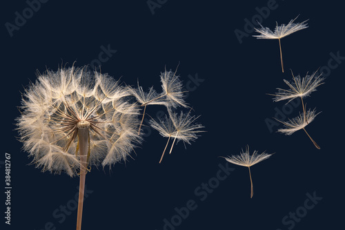 dandelion seeds fly from a flower on a dark blue background. botany and bloom...