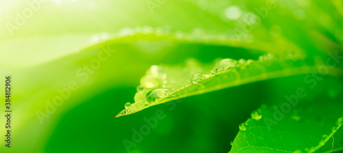 Fotografía purity nature background, water drops on green leaves in morning