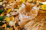 Fototapeta Koty - Ginger cat lying on autumn leaves