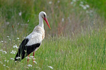 Wall Mural - Weißstorch (Ciconia ciconia) - White stork