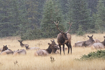 Gentle snow begins to fall on male elk and his herd bedded down in golden grass in Alberta, Canada.