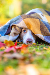 Canvas Print - Scared border collie dog basking under a warm plaid in an autumn park