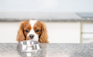 Poster - Dog looks at bowl on a kitchen at home. Empty space for text