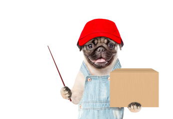 Wall Mural - Pug puppy wearing a red cap  and overalls holds big box and points away on empty space. Delivery concept. Isolated on white background