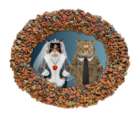 Cats newlyweds are in dry food frame. White background. Isolated.