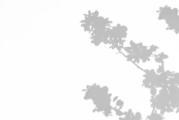 Gray shadow of a blossoming apple tree on a white wall. Abstract neutral concept of nature blurred background. Space for text. Overlay effect for photo.