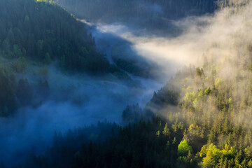 Wall Mural - Morning fog in the mountains, pine forest in the valley near river.