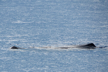 Wall Mural - Sperm Whale at sunset in mediterranean Sea