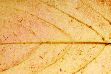 Aufkleber - old yellow leaf. background for design