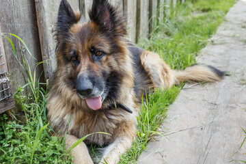 Wall Mural - German shepherd dog. The dog lies near the wall of the house on the green grass.