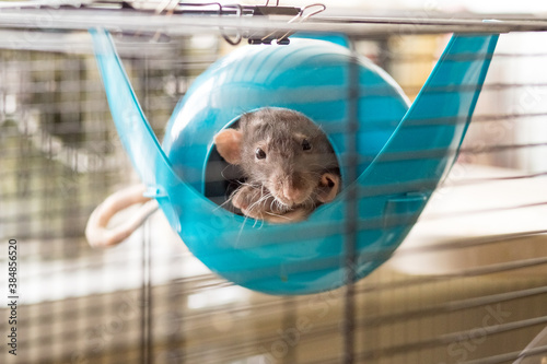 Closeup of funny gray domestic rat with long whiskers sitting in blue plastic pet house.Cute rat sleeps in a cage in a contact zoo. funny domestic pet rat and a toy house.