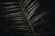 Palm Leaves Behind A Fence