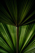 © Vera Lair/Stocksy - Palm leaves