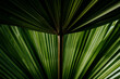 © Vera Lair/Stocksy - Palm leaves