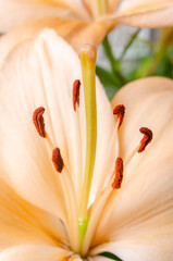 Close up pollen on flower stamen.