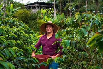 Colombian Farmer Harvesting coffee with hat (crop)