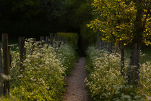 Cow Parsley Along A Lane In The Evening Light.