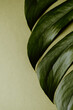 © Vera Lair/Stocksy - Monstera deliciosa leaf
