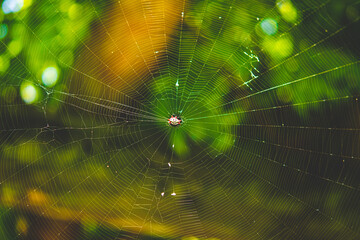 spider on web