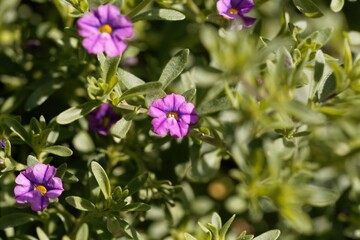 Wall Mural - Flower of a seaside petunia, Calibrachoa parviflora