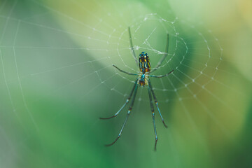 spider on the web