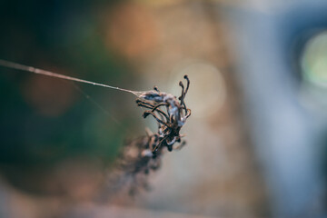 spider on a web