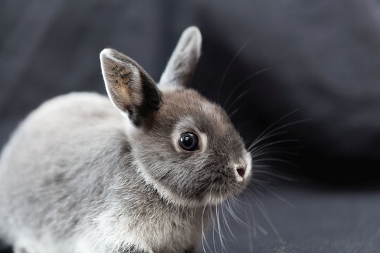 Portrait of a grey colored dwarf rabbit