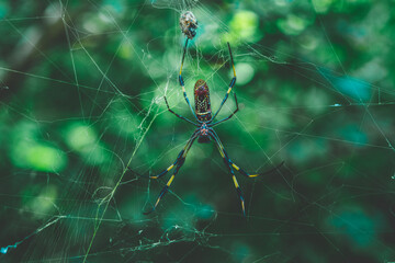 spider on the web